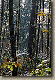 Banner Forest