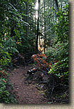 Banner Forest