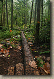 Banner Forest