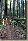 Banner Forest 2010