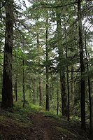 Lower Dungeness and Gold Creek Trails