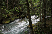 Lower Dungeness and Gold Creek Trails