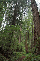 Lower Dungeness and Gold Creek Trails