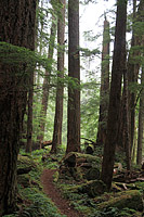 Lower Dungeness and Gold Creek Trails