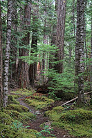 Lower Dungeness and Gold Creek Trails