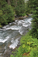 Lower Dungeness and Gold Creek Trails