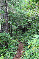 Lower Dungeness and Gold Creek Trails