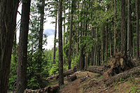 Lower Dungeness and Gold Creek Trails