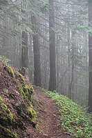 Lower Dungeness and Gold Creek Trails