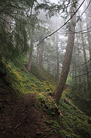 Lower Dungeness and Gold Creek Trails