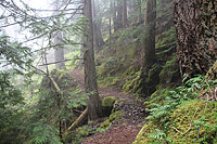 Lower Dungeness and Gold Creek Trails