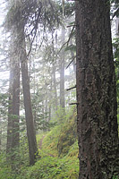 Lower Dungeness and Gold Creek Trails