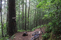 Lower Dungeness and Gold Creek Trails