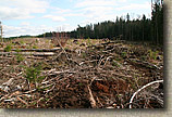 Pilchuck Tree Farm