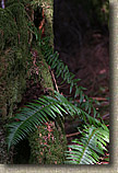 Pilchuck Tree Farm