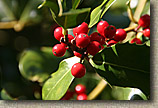 Pilchuck Tree Farm