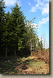 Pilchuck Tree Farm