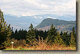 Pilchuck Tree Farm