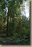 Pilchuck Tree Farm