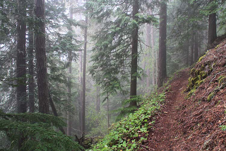 Gold Creek Trail