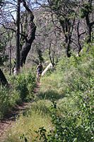 images/Trails/Cuyamaca/CuyamacaMountains-29MAY06-02.jpg