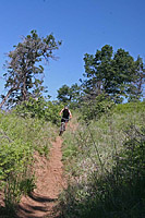 images/Trails/Cuyamaca/CuyamacaMountains-29MAY06-20.jpg