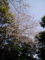 Kamakura 001.jpg (190290 bytes)
