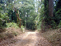 PI-2004-01-ForestRoad.JPG (163919 bytes)