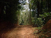 PI-2004-04-ForestRoad.JPG (102459 bytes)